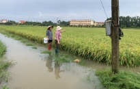 Mưa lớn gây ngập lụt diện tích lúa Xuân