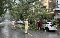 Công an quận Hồng Bàng phân luồng giao thông, phối hợp khắc phục hậu quả cây xanh ngã đổ vì mưa bão