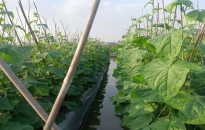 Chi hội Nông dân nghề nghiệp xã Ngũ Lão (Thủy Nguyên): Nhân rộng mô hình trồng dưa leo thương phẩm