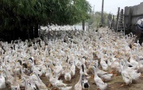 Khuyến cáo một số bệnh nguy hiểm trên đàn vịt nuôi
