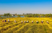 Chuyển đổi xanh-hướng đi tất yếu của sản xuất nông nghiệp Hải Phòng
