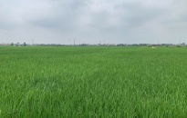 Chủ động phòng, chống sinh vật gây hại trên diện tích lúa Xuân, rau màu