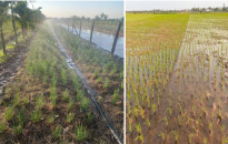 Chủ động phòng tránh xâm nhập mặn bảo vệ lúa, rau màu huyện Tiên Lãng