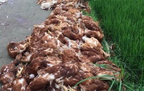 Thông tin tiếp về việc hơn 1.000 con gà bị chết liên quan đến sự cố điện