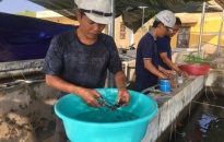 Khu bảo tồn biển Bạch Long Vỹ: Triển khai đề tài nhân giống san hô phương pháp mới