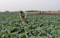 Huyện Kiến Thụy triển khai trồng hơn 320 ha cây rau màu vụ đông