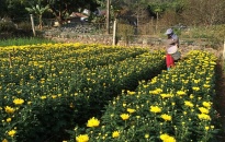 Xã Xuân Đám bắt đầu trồng hoa vụ Tết