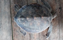 Thả 1 cá thể rùa biển nặng 20 kg về tự nhiên