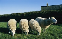 Cừu nhân bản mang gien tái sinh gan người