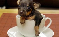 Con chó nhỏ nhất thế giới