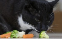 Chú mèo thích ăn chay