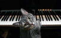 Con mèo biết chơi dương cầm