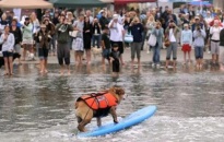Lễ hội chó lướt sóng