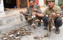 Vua diệt chuột ở huyện Kiến Thụy