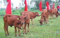 Chương trình truyền hình “Lục Lạc Vàng”: Trao 12 cặp bò cho các hộ nghèo huyện Tiên Lãng