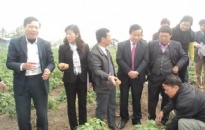 Phó Chủ tịch UBND TP Đỗ Trung Thoại kiểm tra sản xuất nông nghiệp vụ Đông Xuân 2013 - 2014