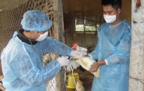 Huyện Vĩnh Bảo: Chủ động trong phòng chống dịch cúm gia cầm