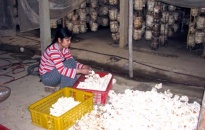 Sản xuất nấm ở huyện Tiên Lãng: Vẫn mang tính phong trào