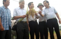 Kiểm tra tình hình sản xuất nông nghiệp tại 2 huyện Tiên Lãng, Vĩnh Bảo