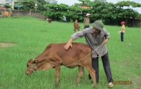 Thực hiện Chương trình tặng bò giống giúp người nghèo vào tháng 10
