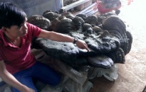 Nấm linh chi ngàn năm tuổi nặng 220kg