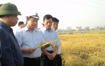 UBND TP kiểm tra sản xuất vụ mùa tại huyện Thuỷ Nguyên, An Dương