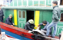 Đánh dấu 147 tàu cá tại bến Ngọc Hải, Đồ Sơn