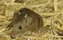 Dịch hạch: Ăn thịt chuột có nhiễm bệnh?