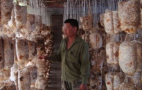 Nghề trồng nấm ở huyện Tiên Lãng: Gặp khó trong quản lý đất đai