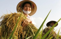 Huyện Tiên Lãng: Các giống lúa mới cho năng suất cao