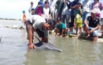 Cá heo dài 1,6 m mắc cạn trên bãi biển Vũng Tàu
