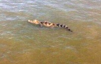 Nhiều lực lượng vây bắt cá sấu trên sông