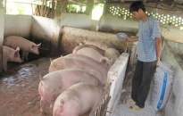 Trung Quốc mua gom lợn, người dân nên thận trọng