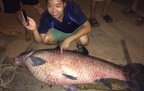 Bắt được cá trắm khủng 61kg ở hồ Núi Cốc