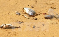 Đã xác định được nguyên nhân cá chết hàng loạt ở miền Trung