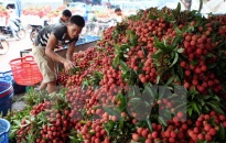 Nhiều giải pháp xuất khẩu quả vải qua địa bàn tỉnh Lạng Sơn