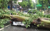 Hà Nội: Bão lớn và gió to làm đổ cây, đè bẹp xe ôtô