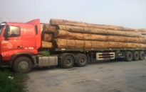 Bắt 2 xe chở gỗ quá tải trọng trên QL10