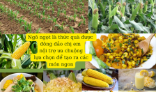 Kỹ thuật trồng, chăm sóc ngô ngọt cho năng suất cao, chất lượng tốt