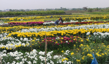 Ứng dụng tiến bộ KHKT trong sản xuất hoa cúc gắn du lịch sinh thái: Hướng đi mới cho nhà nông