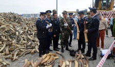  Bộ tư lệnh Vùng Cảnh sát biển 1 liên tiếp phối hợp bắt giữ ngà voi nhập lậu