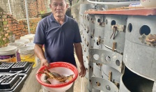 Mô hình nuôi cua biển trong ống nhựa tại xã Tú Sơn: Hướng đi mới cho sản xuất nông nghiệp hiện đại
