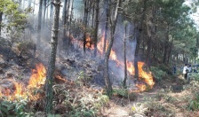 Diện tích cháy rừng giảm 3,05 ha