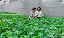 Bộ đôi nông dân tiên phong xây dựng mô hình trồng rau thủy canh trong nhà màng huyện Thuỷ Nguyên