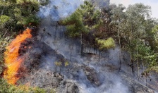 4 tháng xảy ra 8 vụ cháy rừng