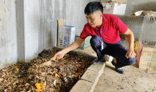 Nuôi sâu can-xi: Mô hình hiệu quả trong sản xuất nông nghiệp tại xã Minh Tân