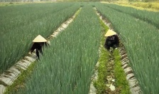 Nhân rộng nhiều mô hình sản xuất nông nghiệp hiệu quả cao ở huyện An Dương