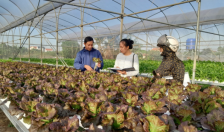 Trồng rau thuỷ canh: Lựa chọn mới cho nông nghiệp đô thị Hải Phòng