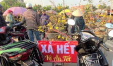 Cây cảnh đại hạ giá, chợ hoa dần thế chỗ