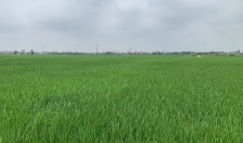 Chủ động phòng, chống sinh vật gây hại trên diện tích lúa Xuân, rau màu